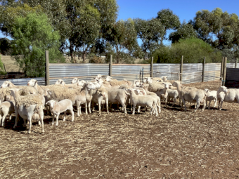 Dorper Ewes x 26