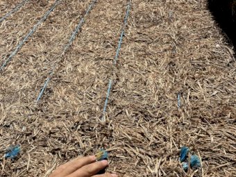 Expressions of Interest in 2 Year Old Vetch Hay