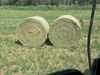 150 x Lucerne Hay 350kg Round Bales