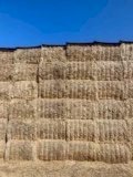 22 Season Vetch Hay