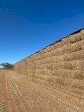 22 Season Vetch Hay