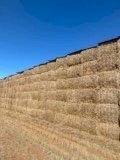 22 Season Vetch Hay