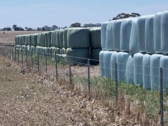 450 x Clover/Rye Grass Hay 5X4 Round Bales