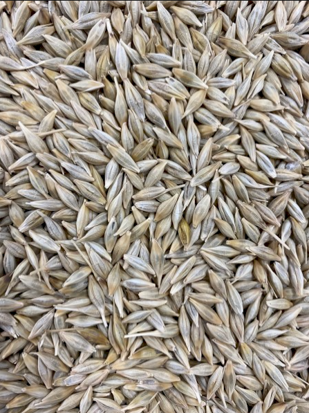 20MT Cape Barley Seed