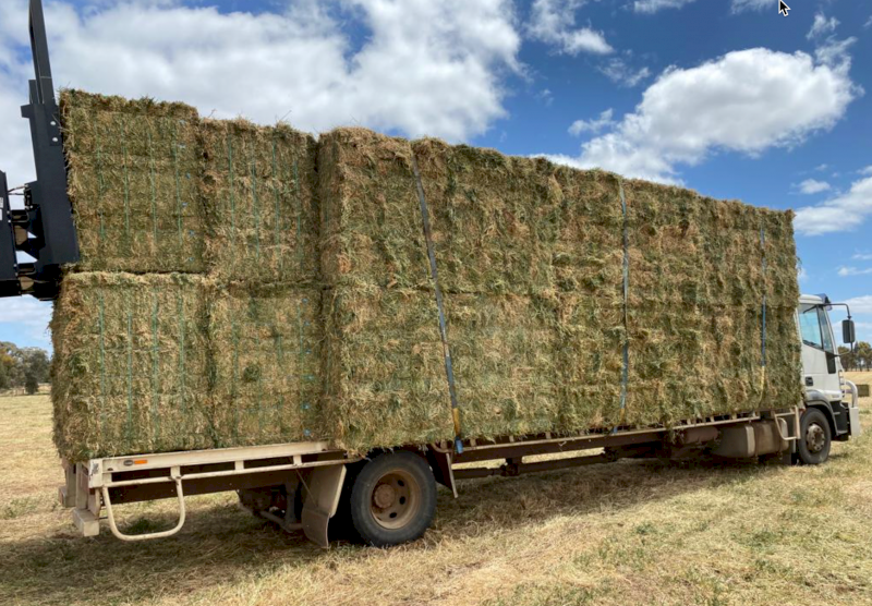 2000 x Vetch Hay Small Square Bales