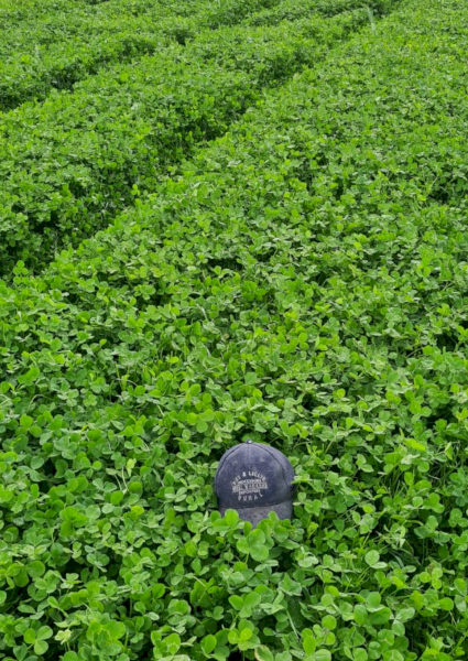 1200kg Clover Seed Treated