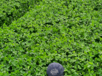 1200kg Clover Seed Treated