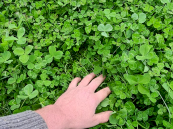 1200kg Clover Seed Treated
