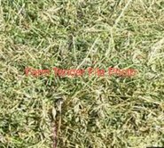 200mt Cowpea Hay 8x4x3 / 5x4 Bales