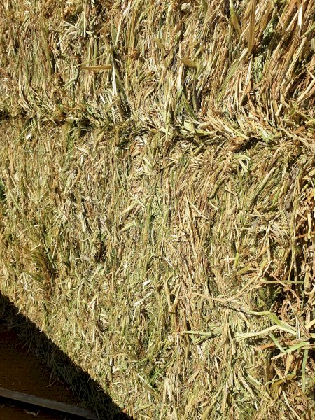 420mt Vetch Barley and Wheat Hay 600kg 8x4x3 Bales