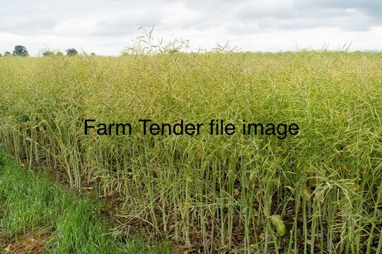 Capacity TT Hybrid Canola Seed
