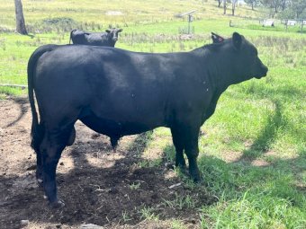 14 Angus Herd bulls