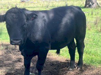 14 Angus Herd bulls