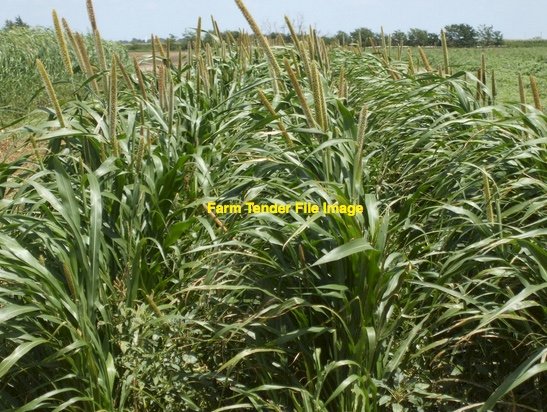 190mt Millet Hay 675kg 8x4x3 Bales