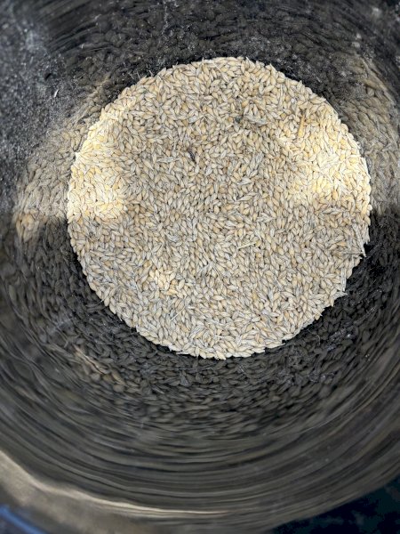 10 mt Maximus Barley