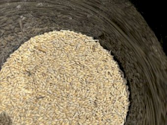 10 mt Maximus Barley
