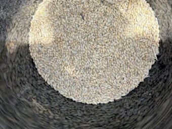 10 mt Maximus Barley