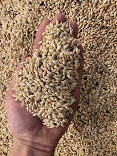 Feed Barley with Some Vetch Present