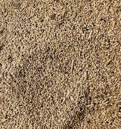 Feed Barley with Some Vetch Present