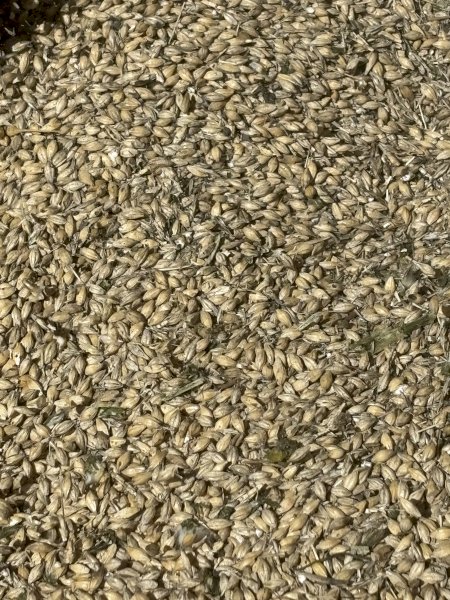 50 mt Maxmis/Sparticus Feed Barly Mix