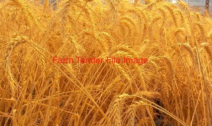 WANTED APW Wheat