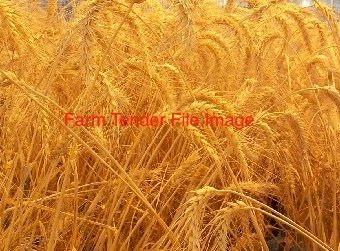 WANTED APW Wheat