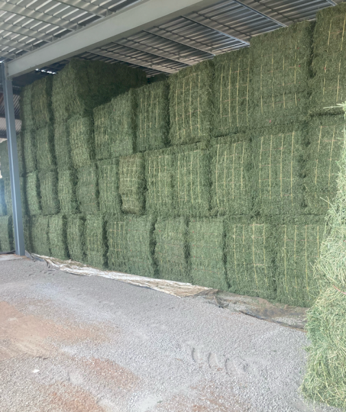 3000 x Lucerne Hay Small Squares