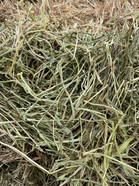 250MT Rye/Clover 8X4X3 Large Square Hay Bales