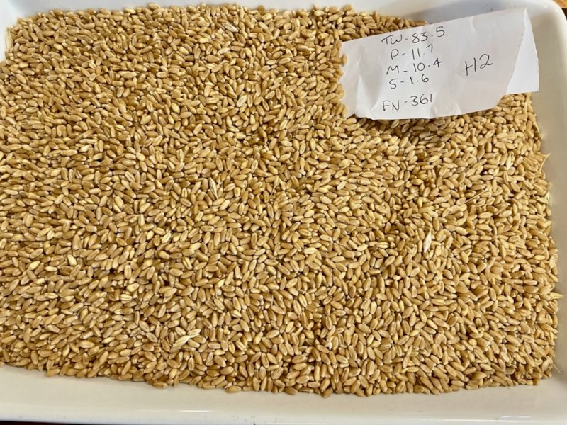 500MT Sunmaster Wheat