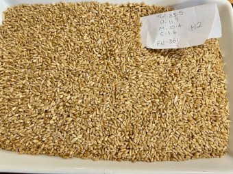 500MT Sunmaster Wheat