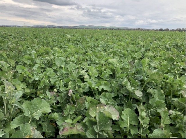 Grazing Canola Seed