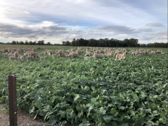 Grazing Canola Seed