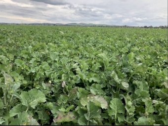 Grazing Canola Seed