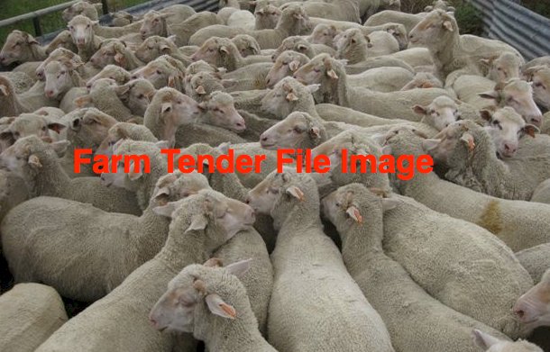 470 x Merino Wethers