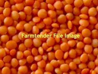 Lentil Seconds