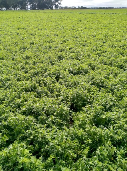 Lucerne seed, last season's seed, ready to go, from Keith, SA. Priced from $4.25/kg to $8.00/kg.