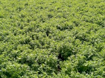 Lucerne seed, last season's seed, ready to go, from Keith, SA. Priced from $4.25/kg to $8.00/kg.
