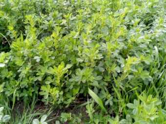 Lucerne seed, last season's seed, ready to go, from Keith, SA. Priced from $4.25/kg to $8.00/kg.