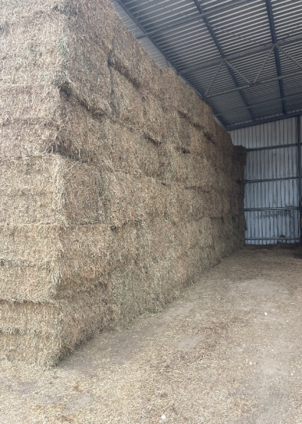 45mt Lucerne Hay 600kg 8x4x3 Bales