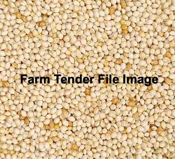 10m/t White French Millet Seed