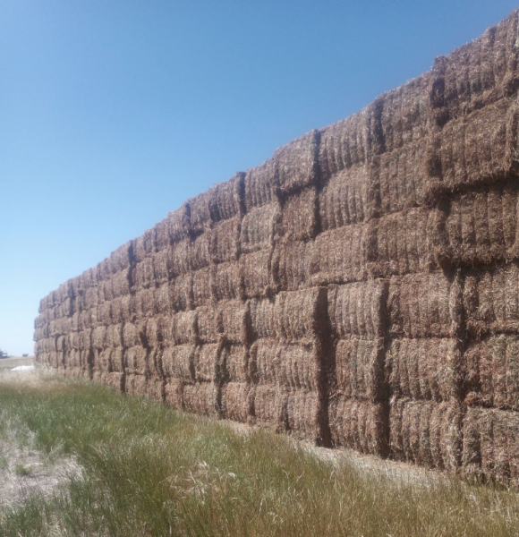 200mt Vetch Hay 8x4x3 Bales