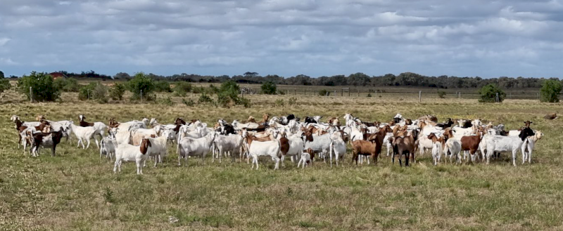 80 x Boer and Boer Cross Goats