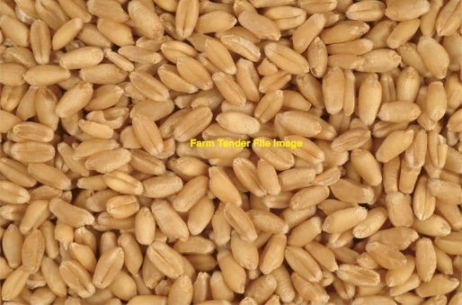 100MT Sunmax Wheat Seed