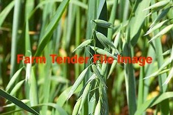 WANTED Forage Oats