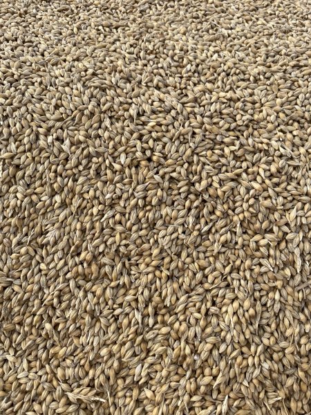 47mt Spartacus feed Barley
