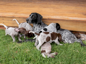 German Shorthaired Pointers x 11