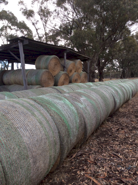 50 x Pasture Hay Round Bales