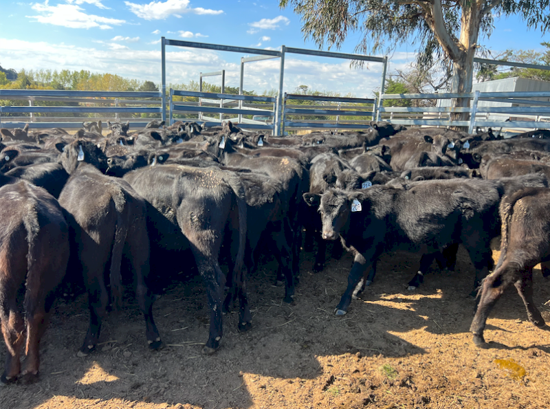 Angus Heifers x 120