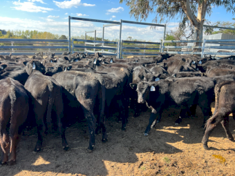 Angus Heifers x 120