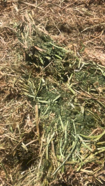 185mt Vetch Hay 635kg 8x4x3 Bales